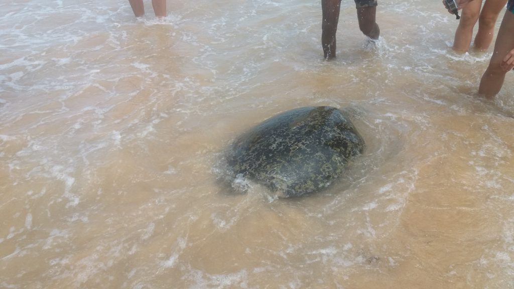 Mořská želva připlouvající k pobřeží pláže Hikkaduwa