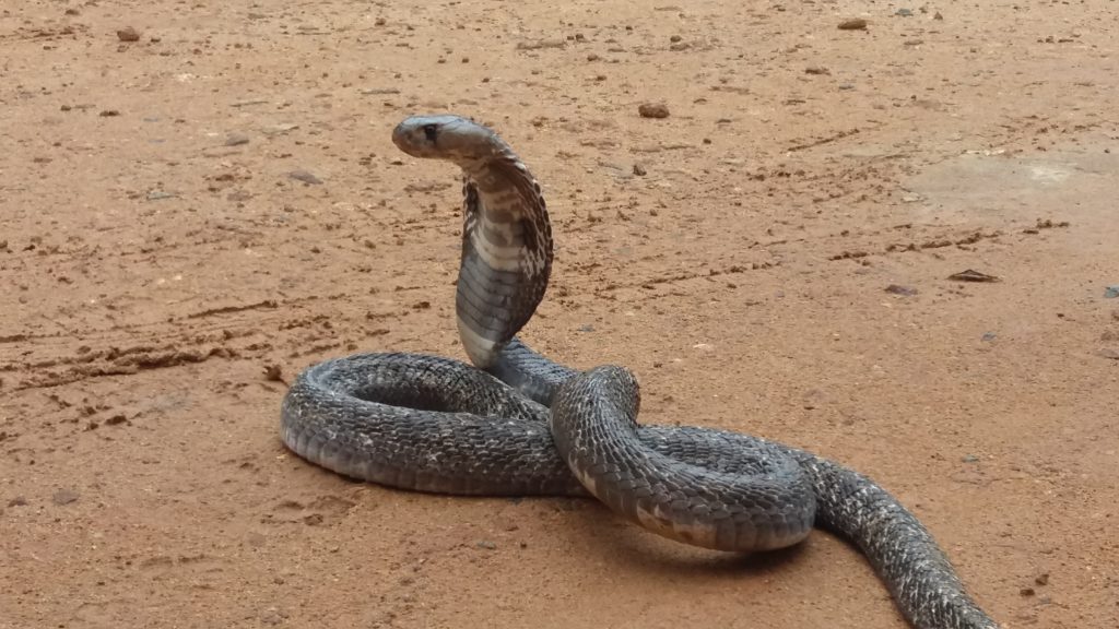 Hady zde poznáte opravdu zblízka (kobra královská).
