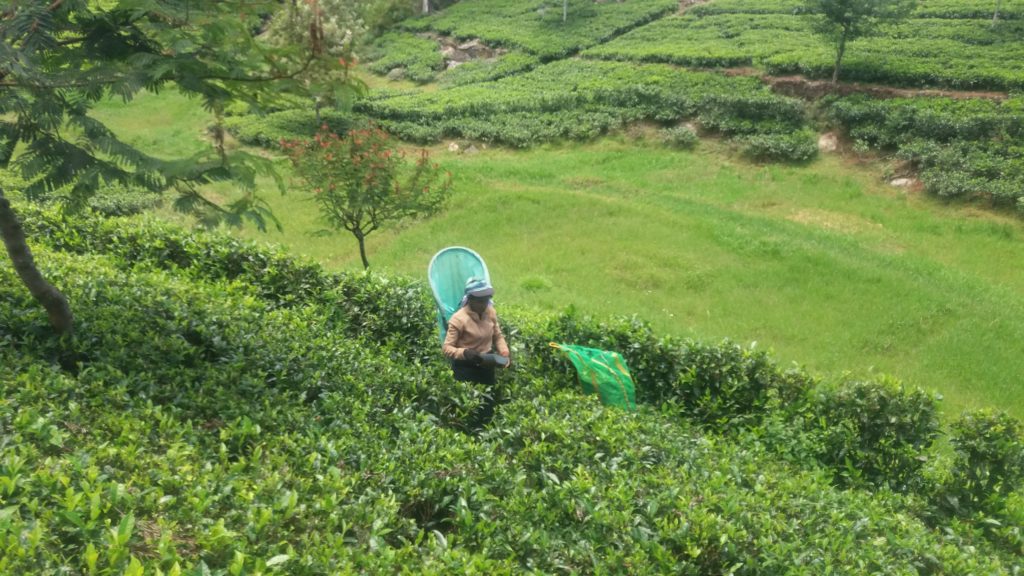 Sběr čaje je na Srí Lance stále tradiční. Čajové plantáže živí celé vesnice v okolí, jelikož dávají lidem práci. Ženy ručně stříhají nejmladší lístky (první 3) čajovníku a dávají je do nůše na zádech. Dále se čaj zpracovává v továrně. 