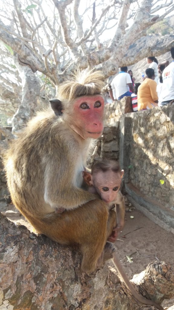 Drzé opice naleznete na spoustě místech na Srí Lance. Pozor na jídlo a na cennosti. 