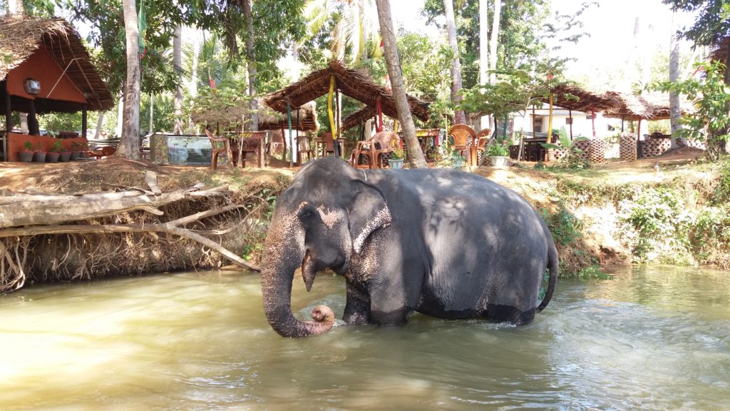 Sloni v oblasti Sigiriya jsou často k vidění.