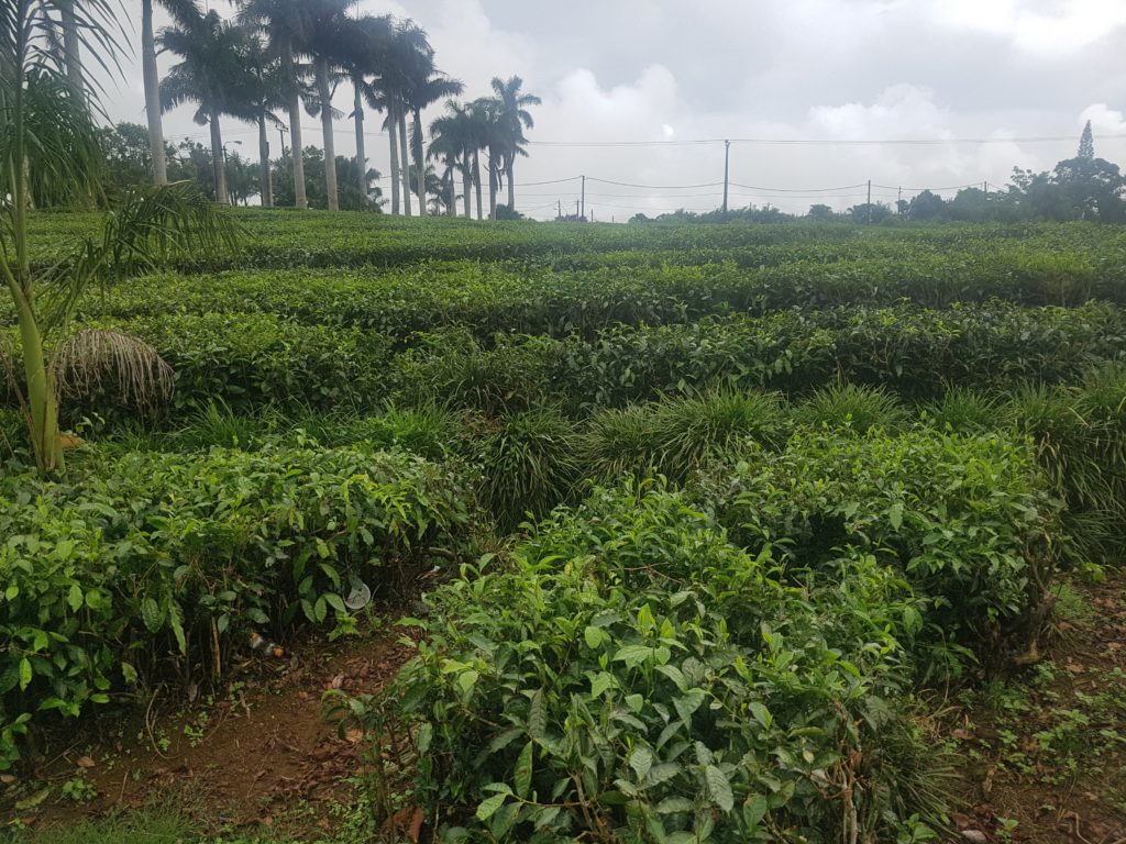 Čajové plantáže na Mauriciu.