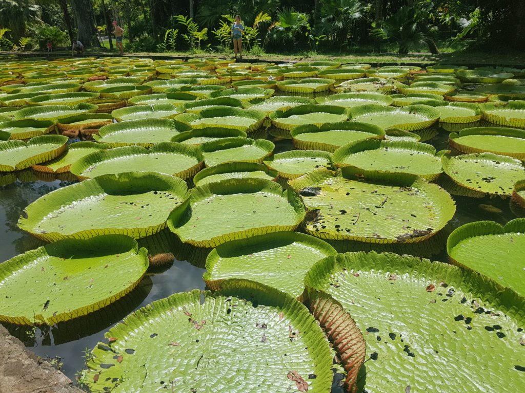 Botanická zahrada Sir Seewoosagur Ramgoolam Botanical Garden na Mauriciu. Viktorie královská