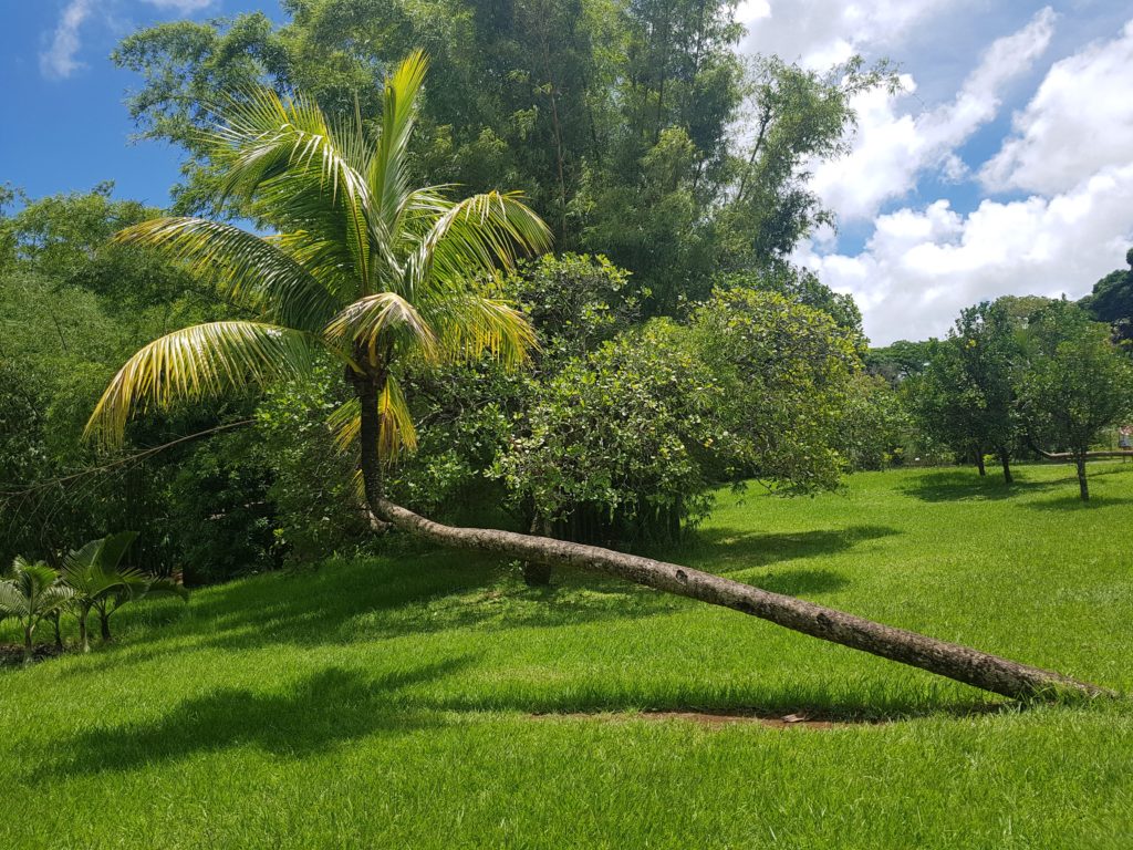 Botanická zahrada Sir Seewoosagur Ramgoolam Botanical Garden na Mauriciu.