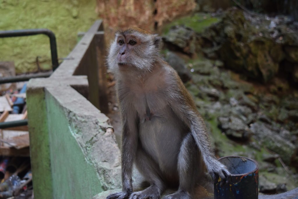 Všudypřítomné opice v Batu Caves