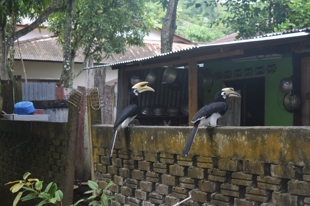 Divocí tukani na Pangkoru