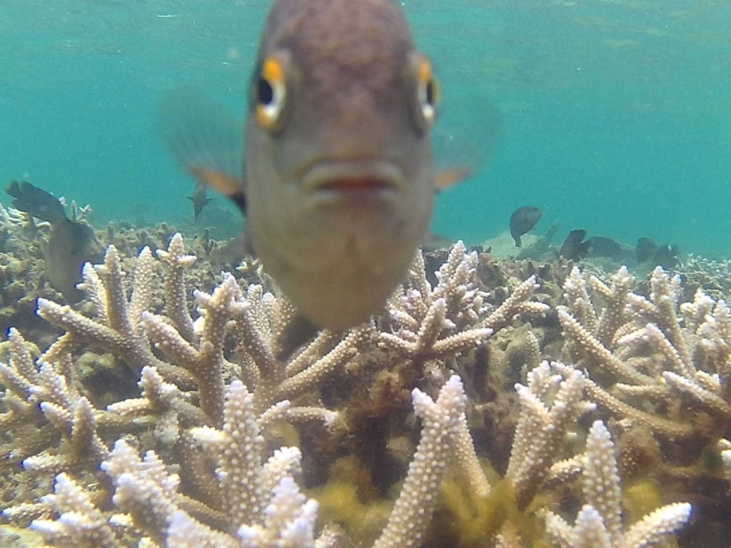 Korálové útesy na Le Morne. Zde jsou ryby velice zvědavé, někdy až útočné.