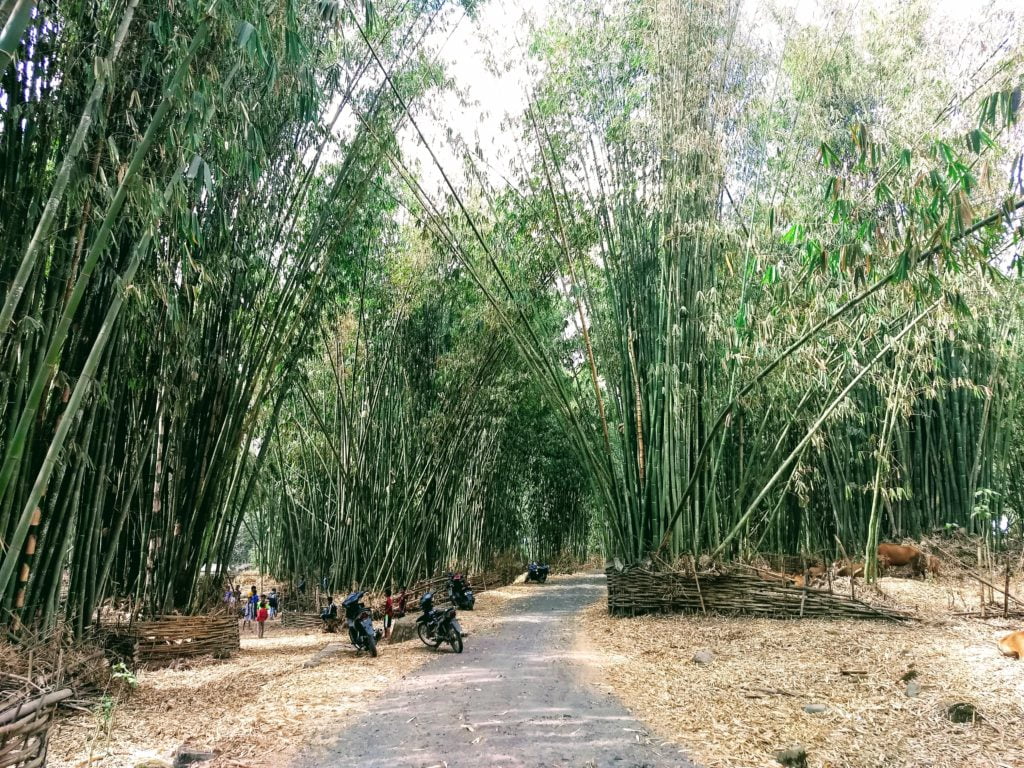 Bambusový háj v Sembalun Village.