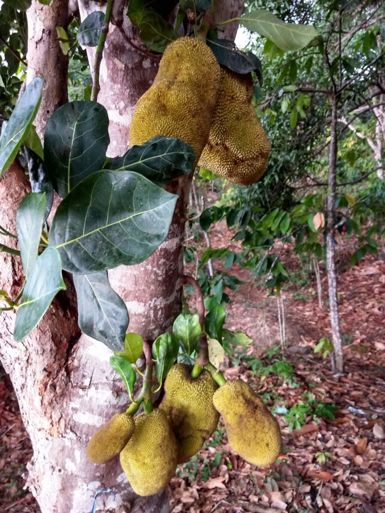 Skvělé je samozřejmě také tropické ovoce. Jackfruit, největší ovoce světa, naleznete v kopcích kolem Rinjani poměrně často.