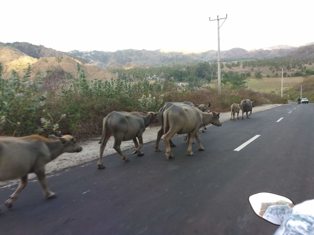 Nikdy nevíte, co vás na silnici překvapí. Jižní Lombok.