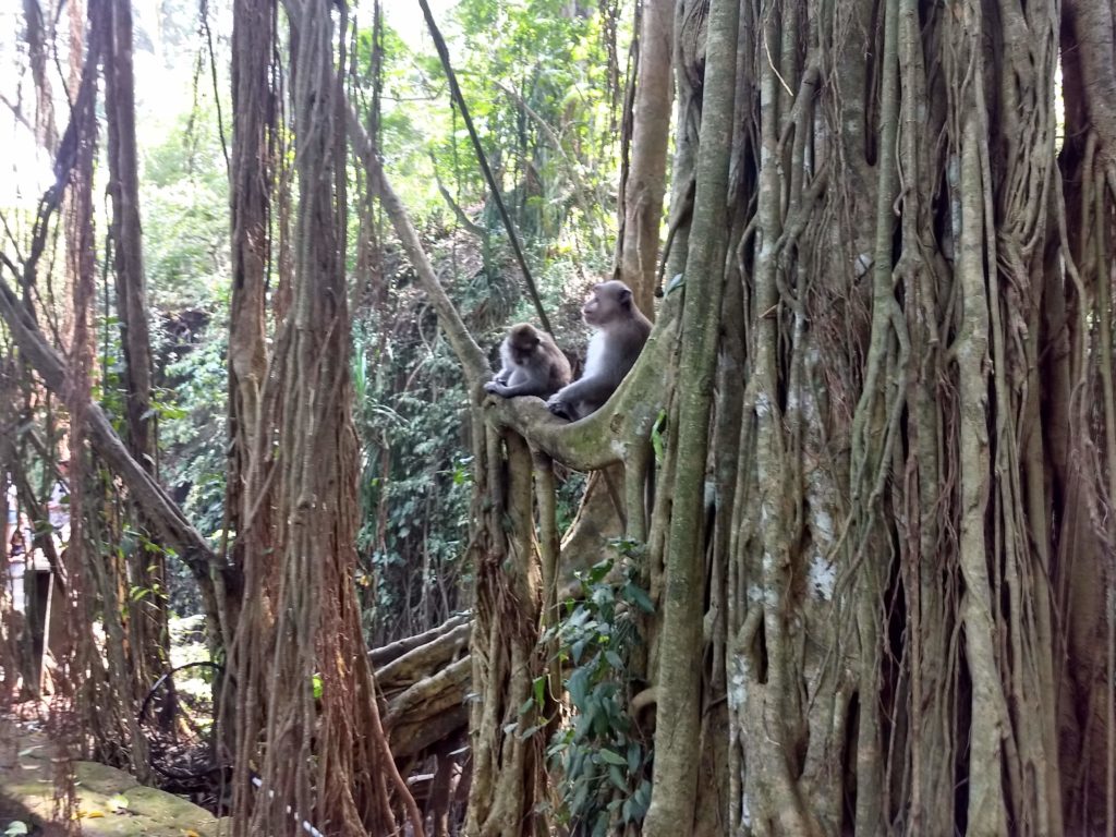 Opičí park v Ubudu
