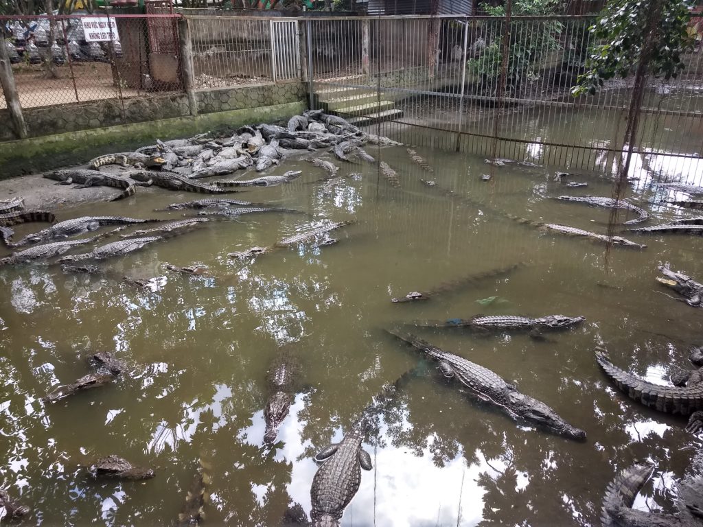 Krokodýlí farmy chovají tato zvířata na maso. Krokodýla můžete ve Vietnamu ochutnat v lepší restauraci.