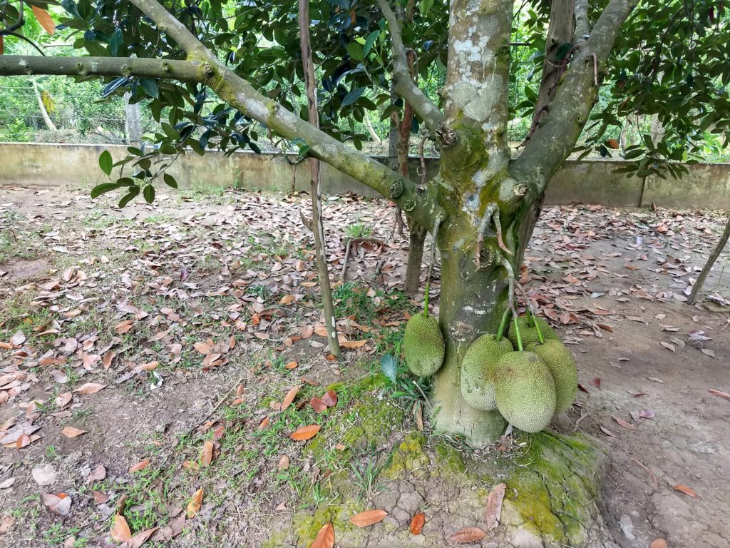 Jackfruit - chlebovník je největší ovoce na světě. Žlutá dužina má opravdu jedinečnou chuť.