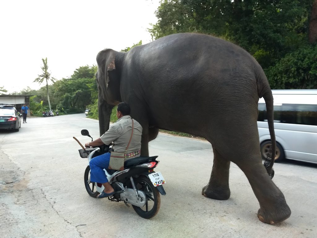 Cestou k Velkému Buddhovi možná potkáte slony. Phuket