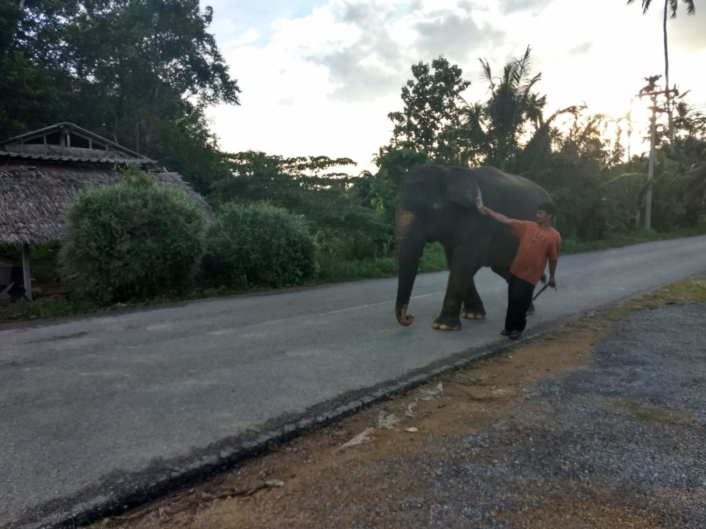 Slony naleznete v Thajsku na každém rohu, dnes již jsou drženi jen kvůli turistům a vysokému výdělku. Stále se bohužel najdou lidé, kteří si rádi zaplatí za jízdu na slonovi a jakoby netuší, jak zvíře trpí.