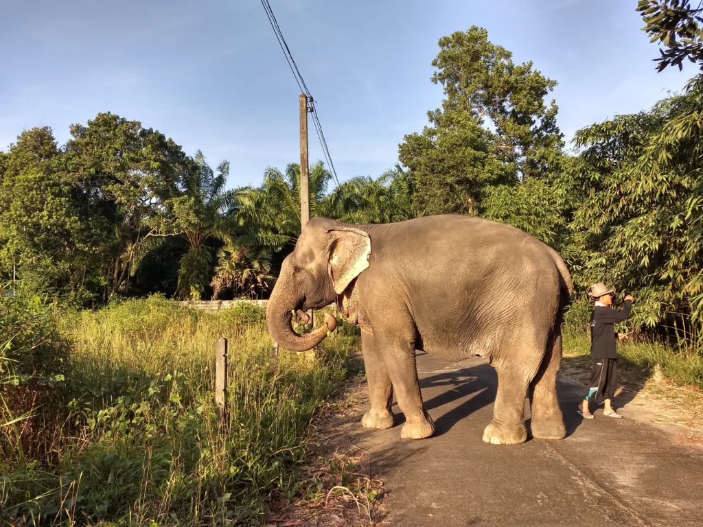 Supaporn elephant camp, při troše štěstí potkáte slona na procházce a budete si ho alespoň moci pohladit.