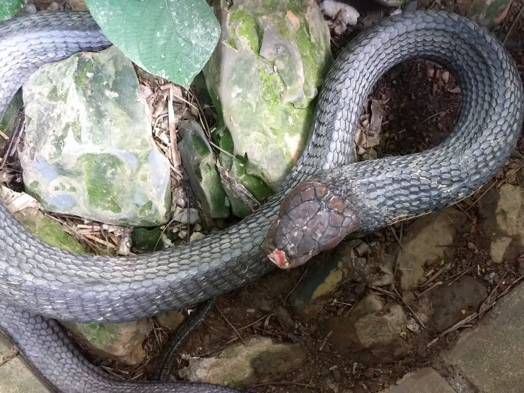 Kobra královská, Snake Show, Ko Lanta.