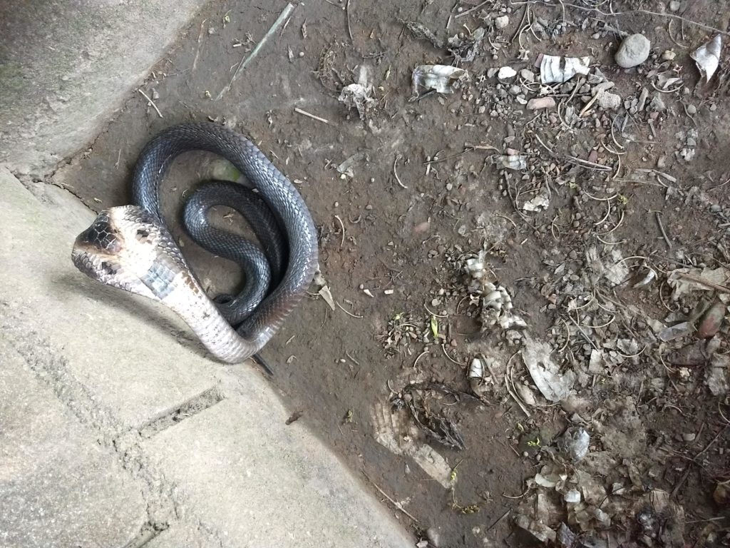 Snake Show, Ko Lanta.