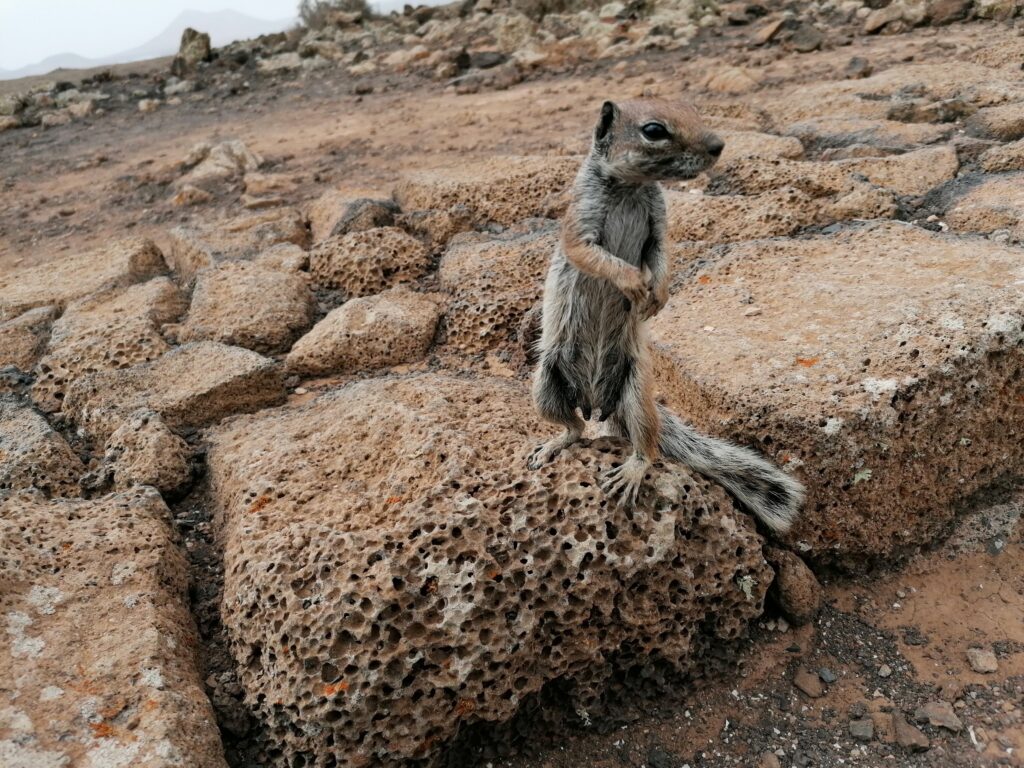 Drzé, ale roztomilé berberské veverky, Fuerteventura.
