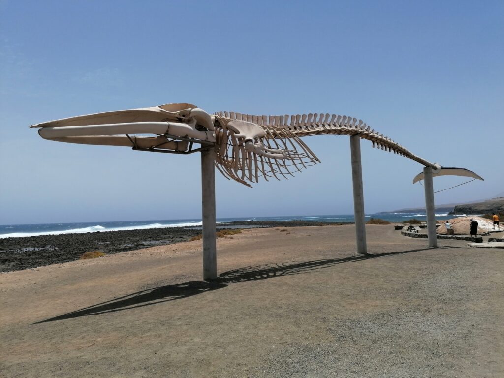 Muzeu soli dominuje obrovská kostra velryby.