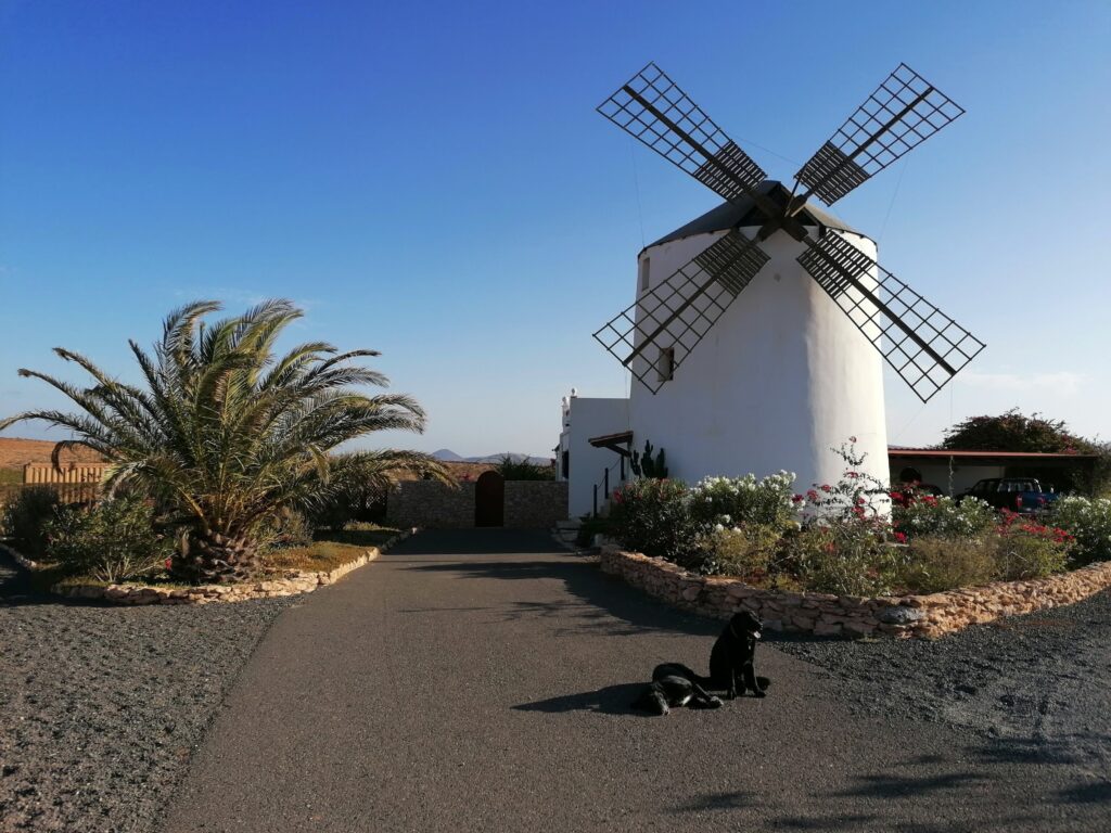 Housesitting a beautiful windmill, two dogs, chickens, fish, and a plantation of Christmas trees, Fuerteventura.