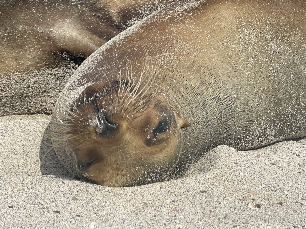 Lachtan, Galapágy.