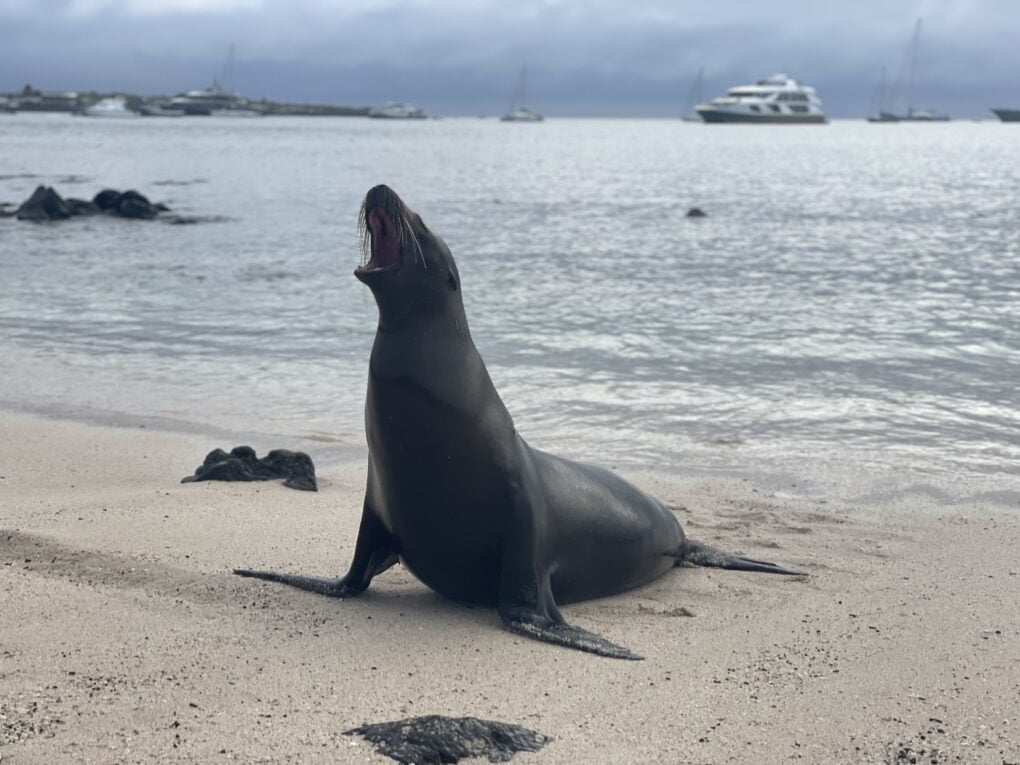 Lachtan, Galapágy.