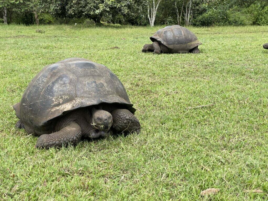 Želvy sloní ve volné přírodě, Galapágy.