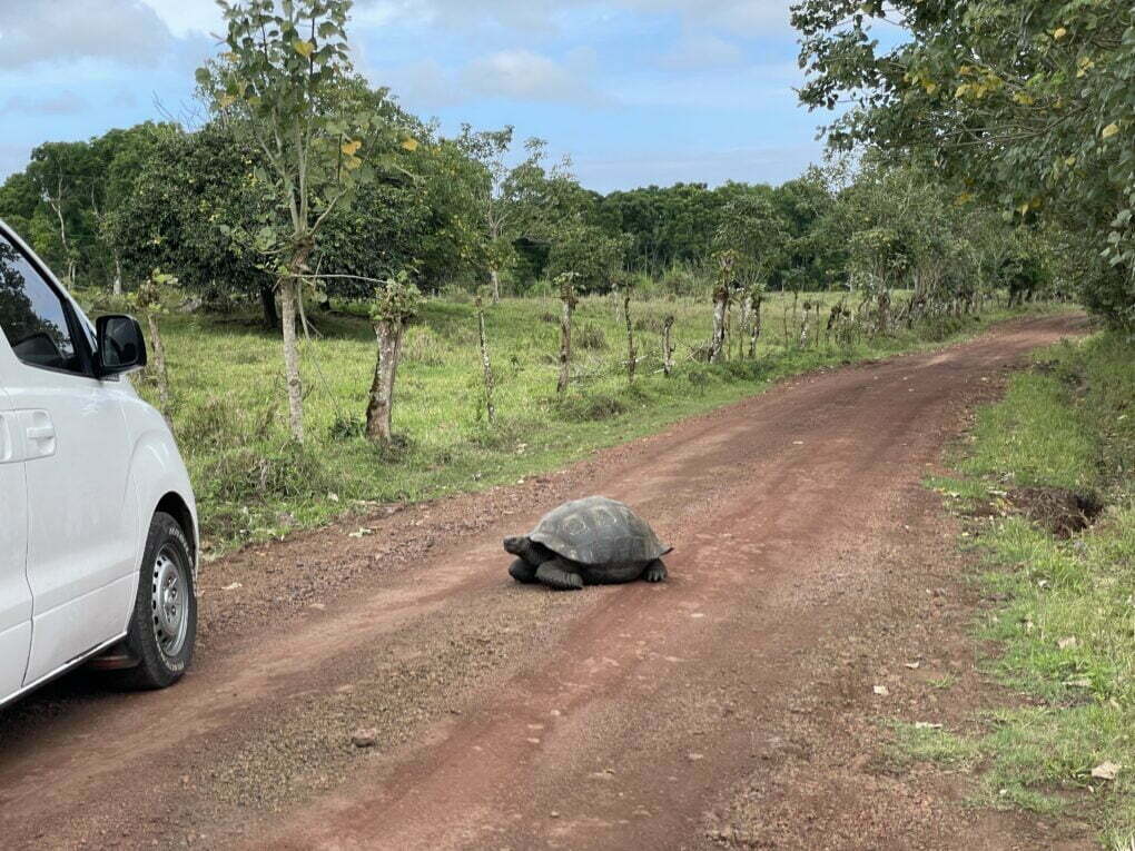 Želva sloní na ostrově Santa Cruz, Galapágy.