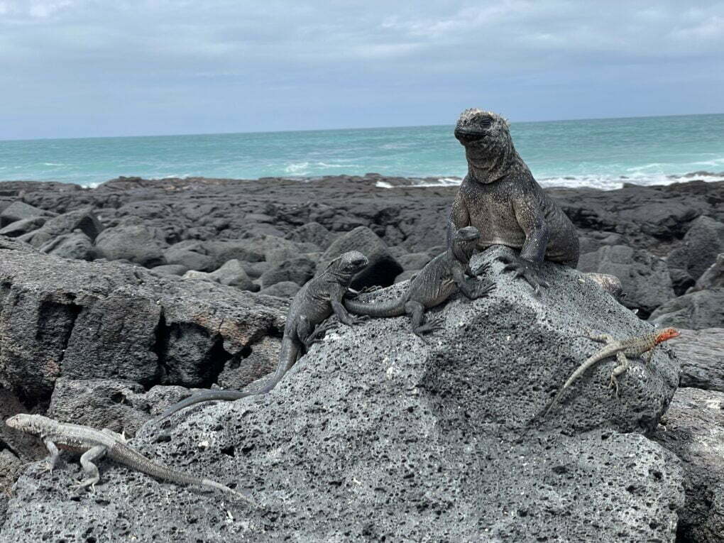 Leguáni mořští, Galapágy.