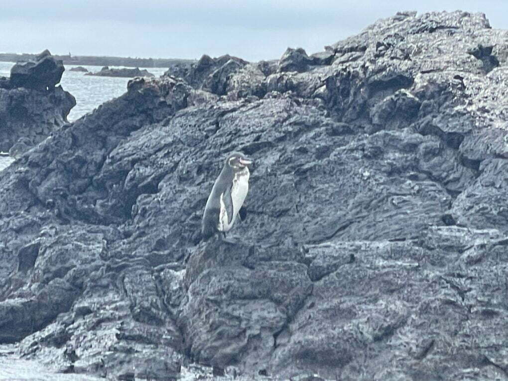 Tučňák galapážský, Isabela - Galapágy.