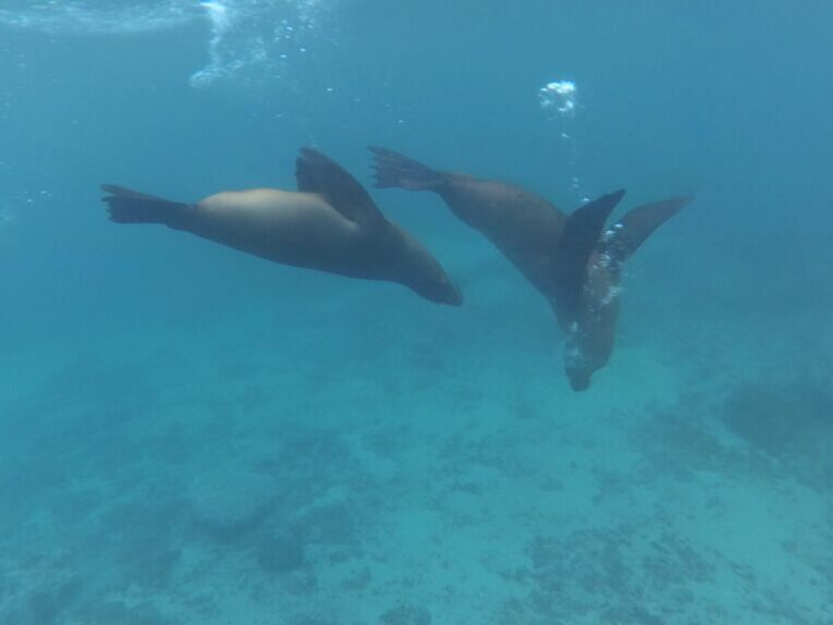 Plavání s lachtany, Galapágy.