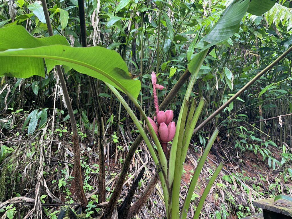 Růžové divoké banány, Samoa.