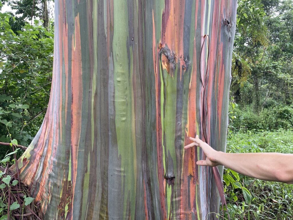 Barevné eucalypty na cestě k jezeru Lanoto'o, Samoa.