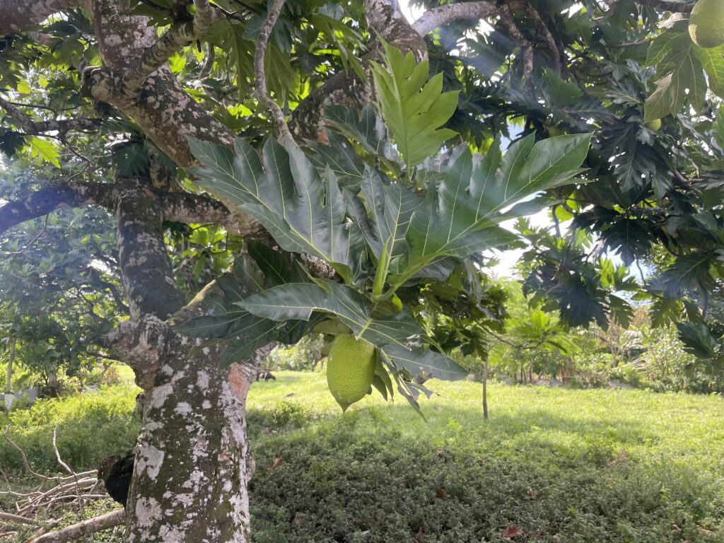 Breadfruit je jednou ze základních potravin na Samoe. Používá se jako příloha k jídlu, chutí připomíná brambory.